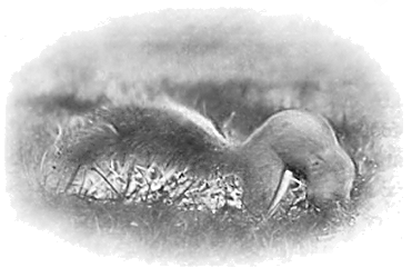 A picture of a squirrel sitting on the grass
