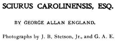 Original title art for Sciurus Carolinensis, Esq.