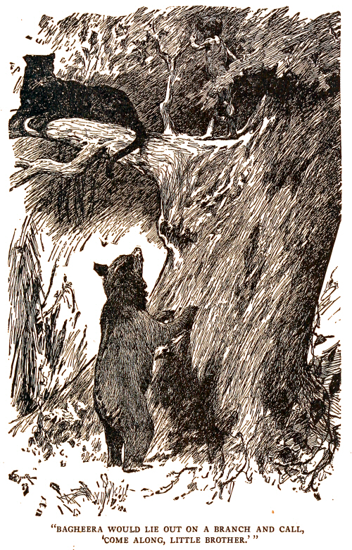 Bagheera would lie out on a branch and call, &ldquo;Come along, Little Brother,"