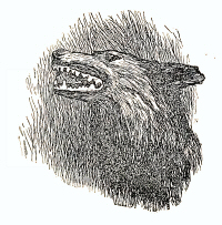 Akela