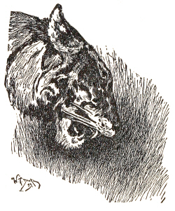 Shere Khan